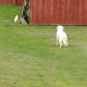 Meet your Posher, Russ